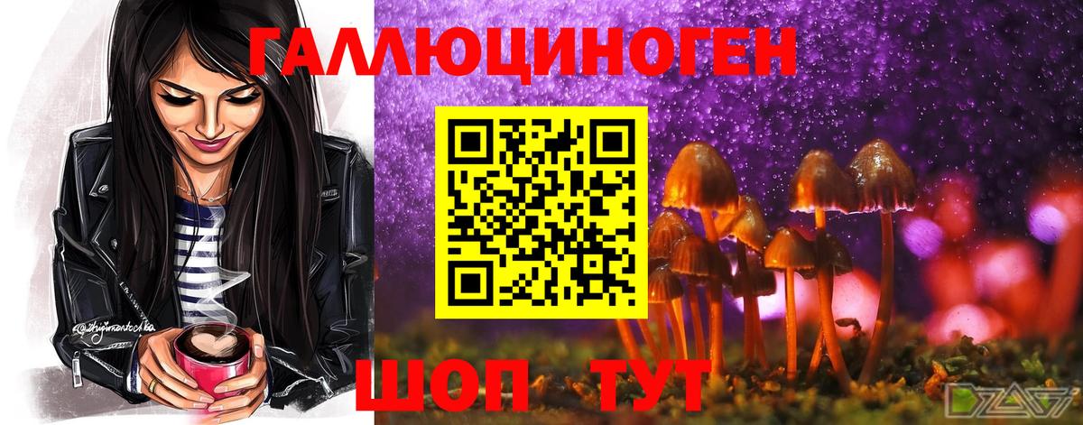 Псилоцибиновые грибы Psilocybe Новоуральск